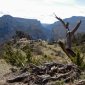 Rougon III